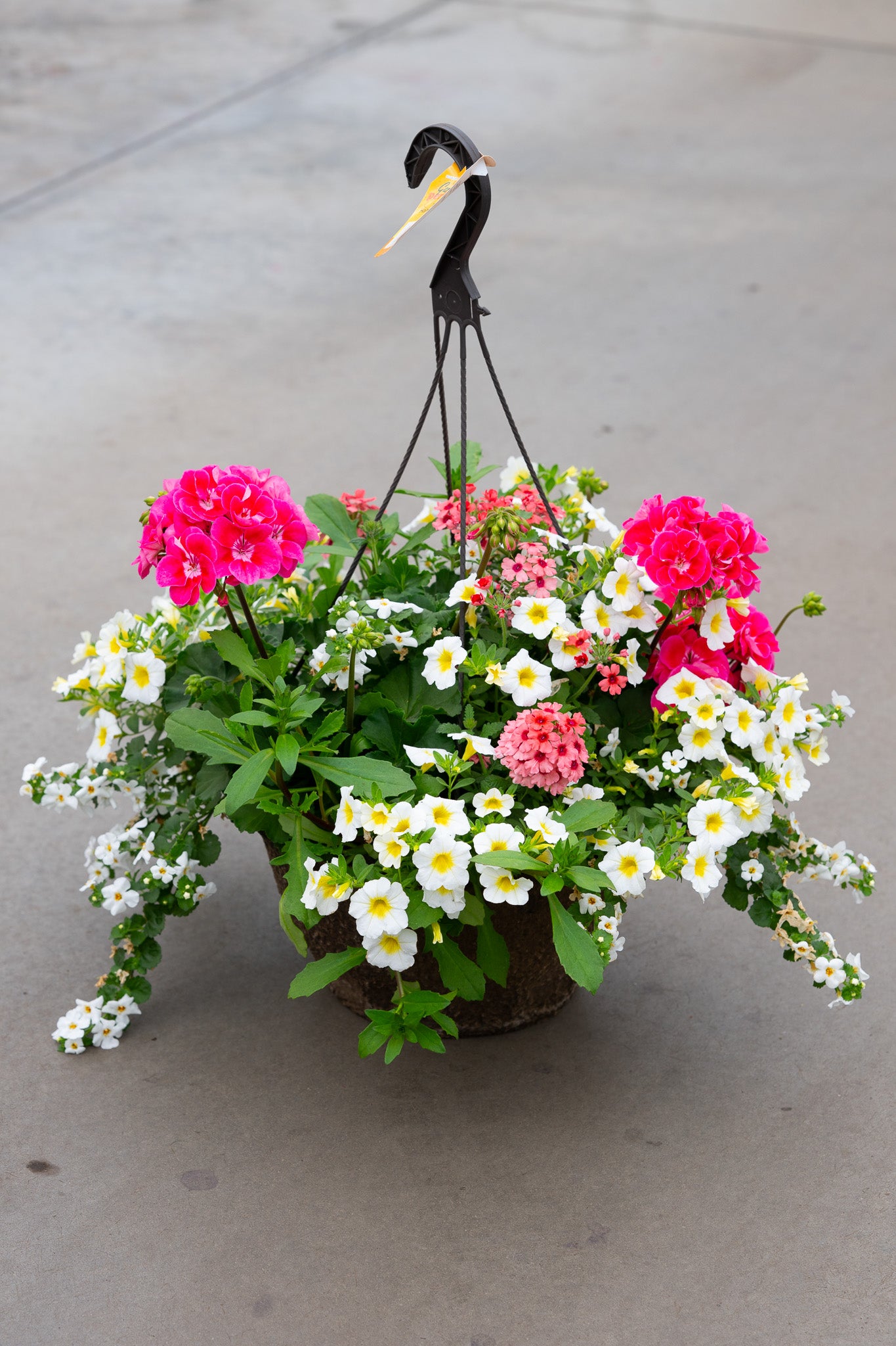 12" Premium Fibre Mixed Sun Hanging Basket – Blush & Bloom Mix