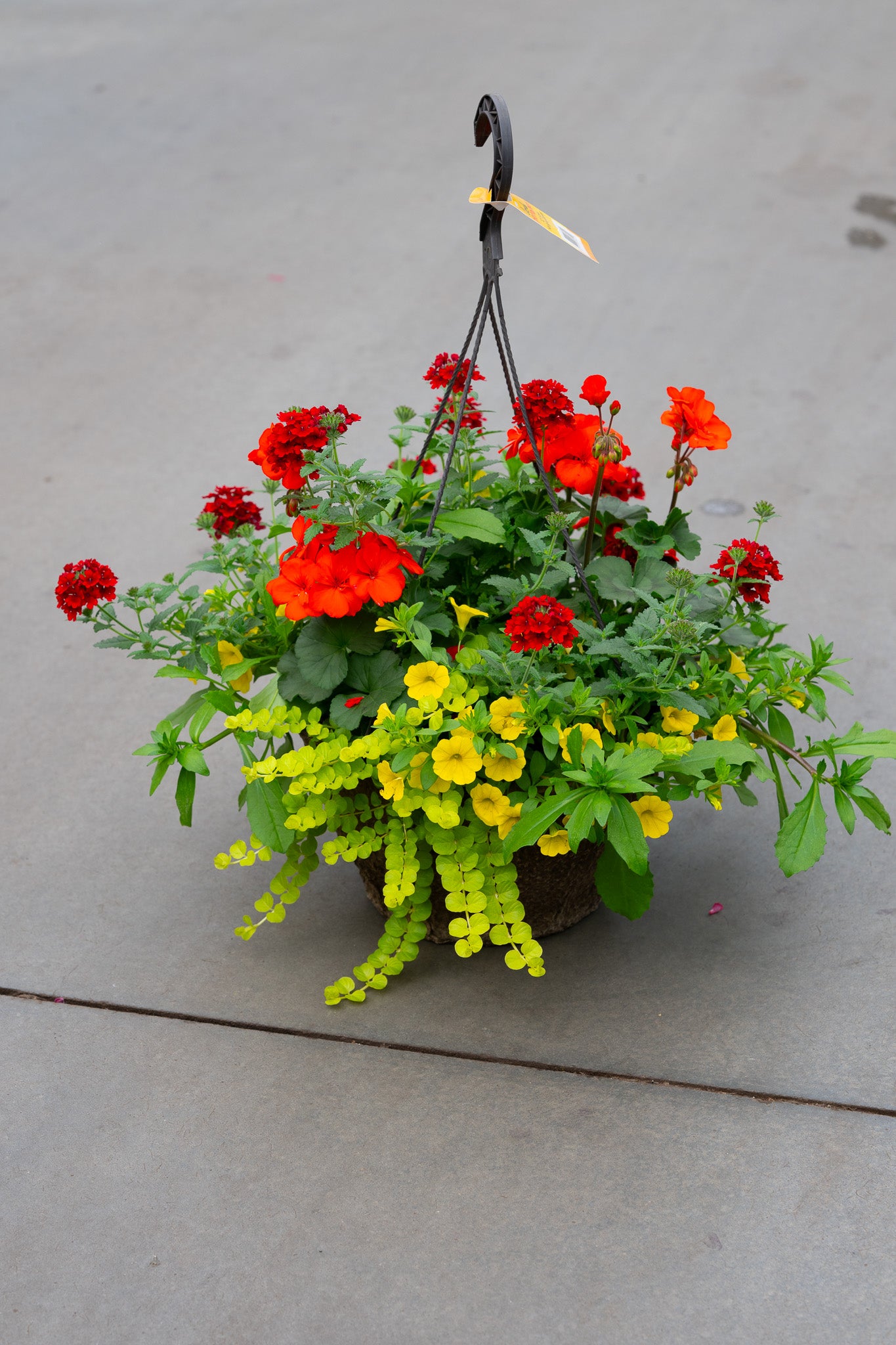 12" Premium Fibre Mixed Sun Hanging Basket – Firecracker Citrus Mix