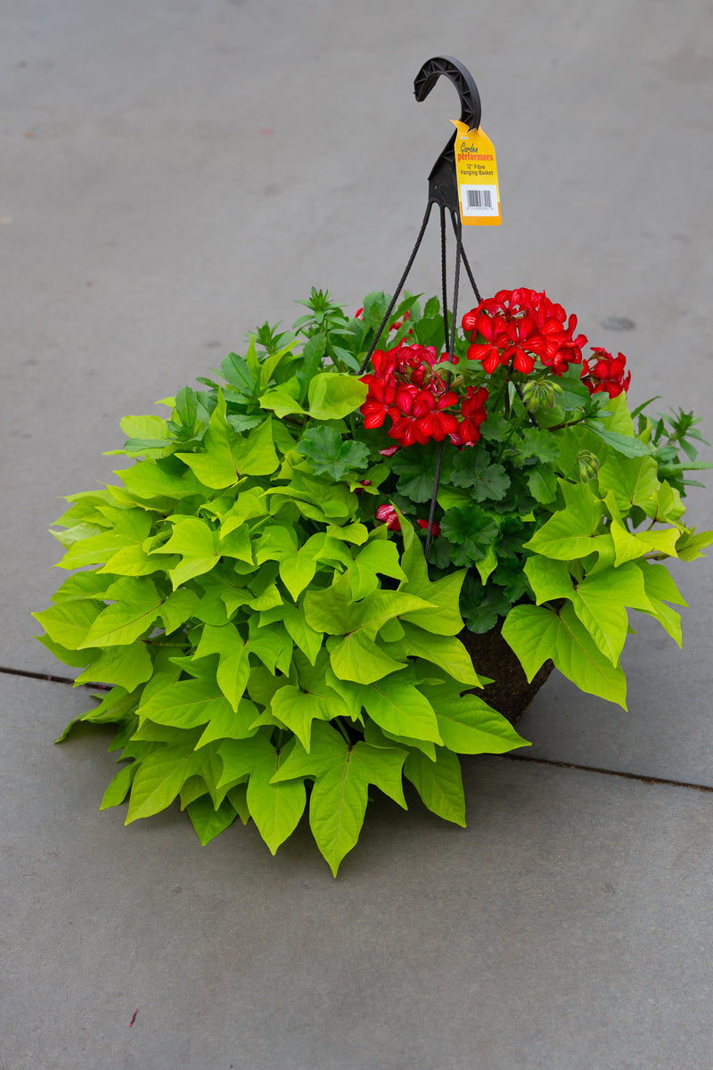12" Premium Fibre Mixed Sun Hanging Basket – Scarlet Lime Twist