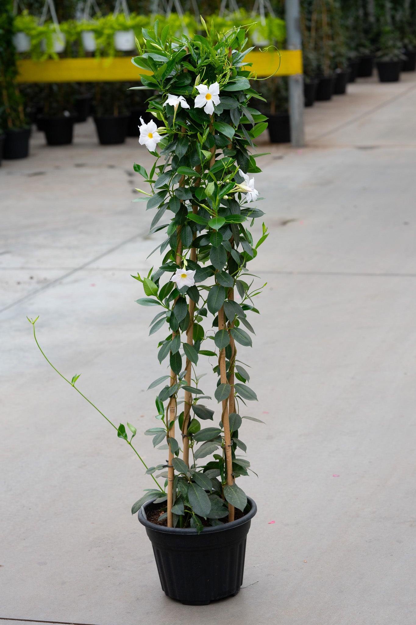 10" Premium Mandevilla Planter – Tropical Trellis White