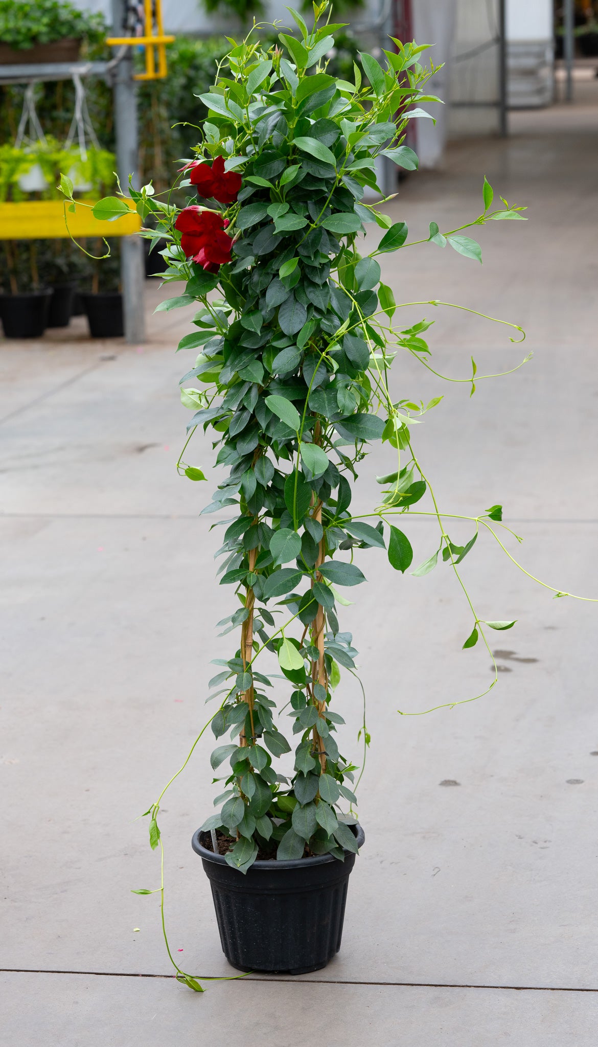 10" Premium Mandevilla Planter – Tropical Trellis Red