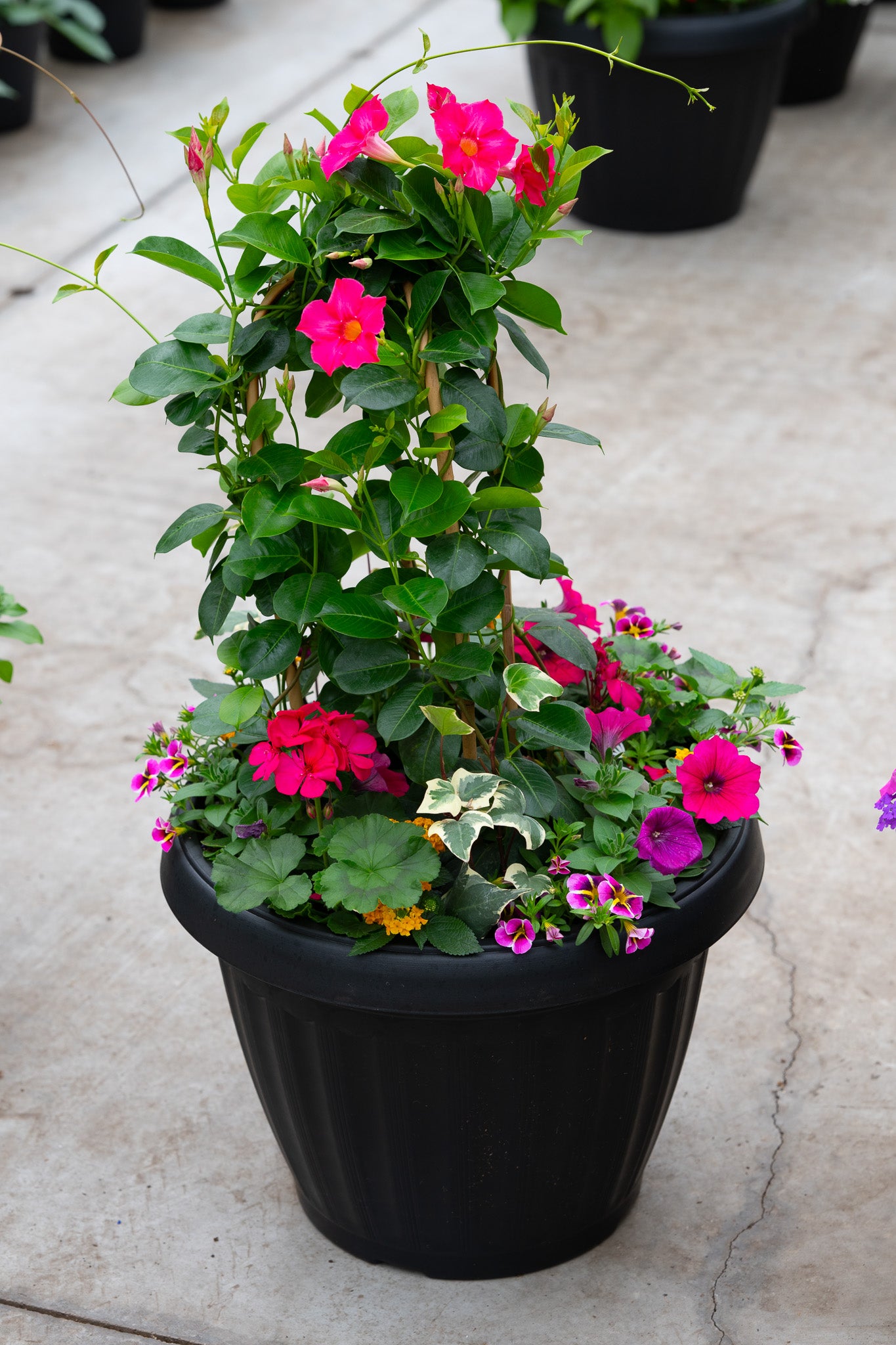 18" Mega Tropic Centre Piece Premium Sun Planter – Pink Paradise Mix