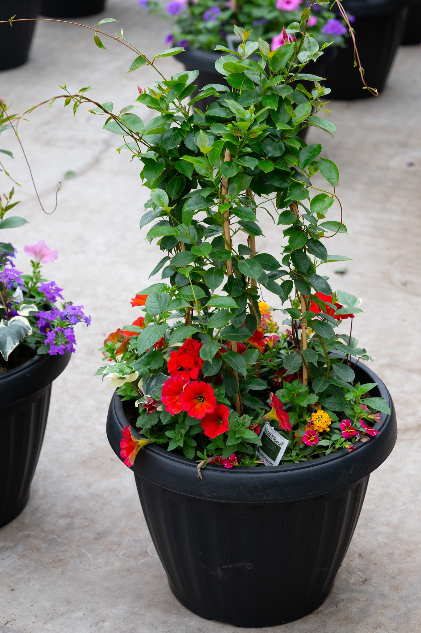 18" Mega Tropic Centre Piece Premium Sun Planter – Red Flame Mix