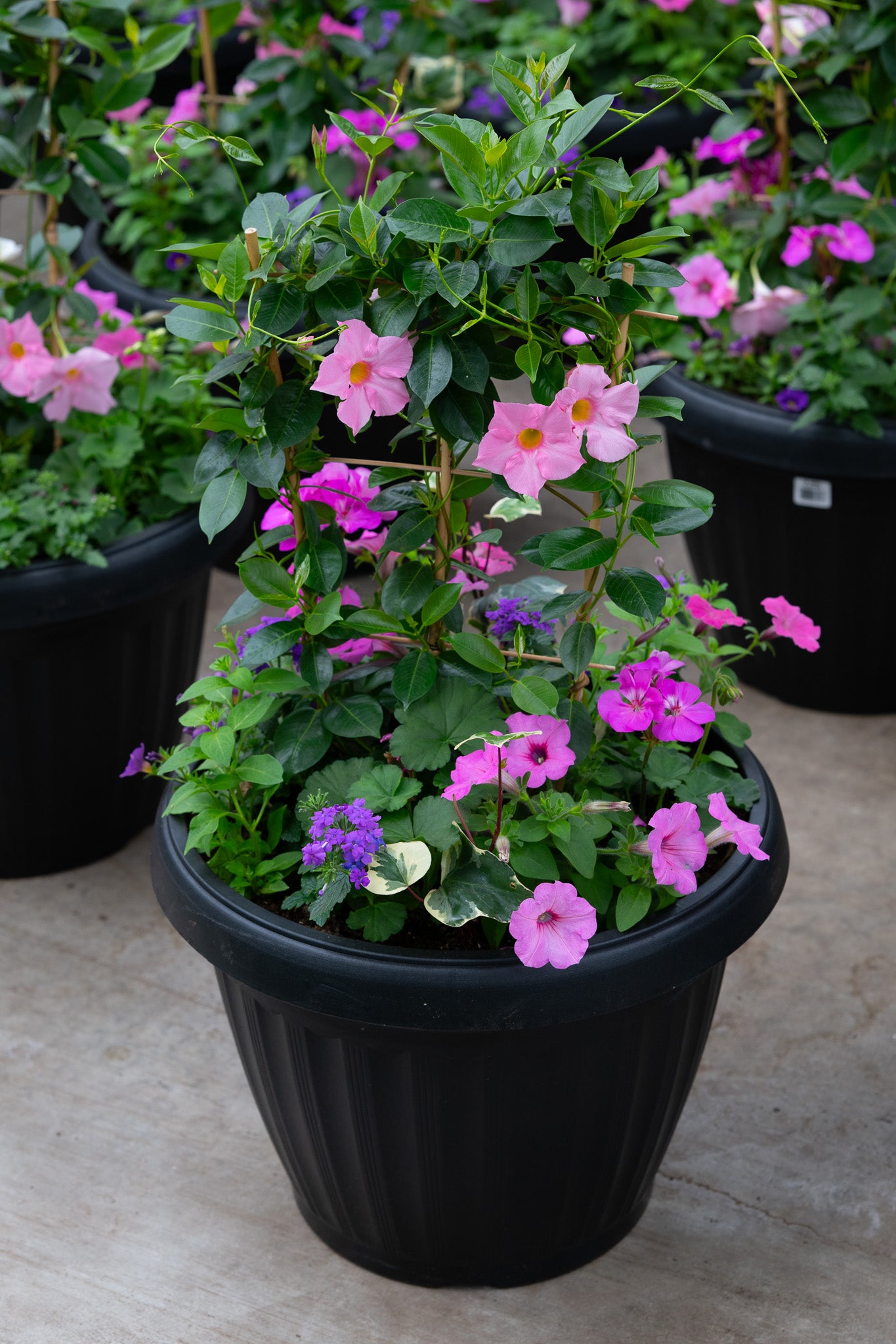 18" Mega Tropic Centre Piece Premium Sun Planter – Blush Beauty Mix