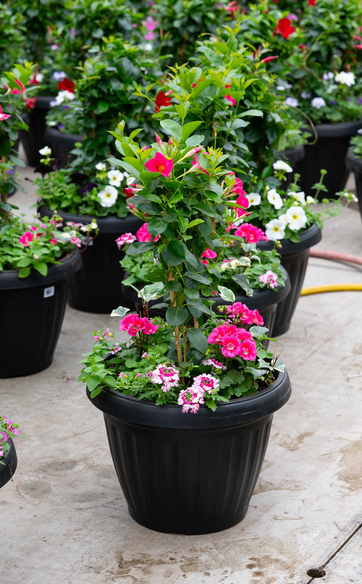 18" Mega Tropic Centre Piece Premium Sun Planter – Pink Starburst Mix