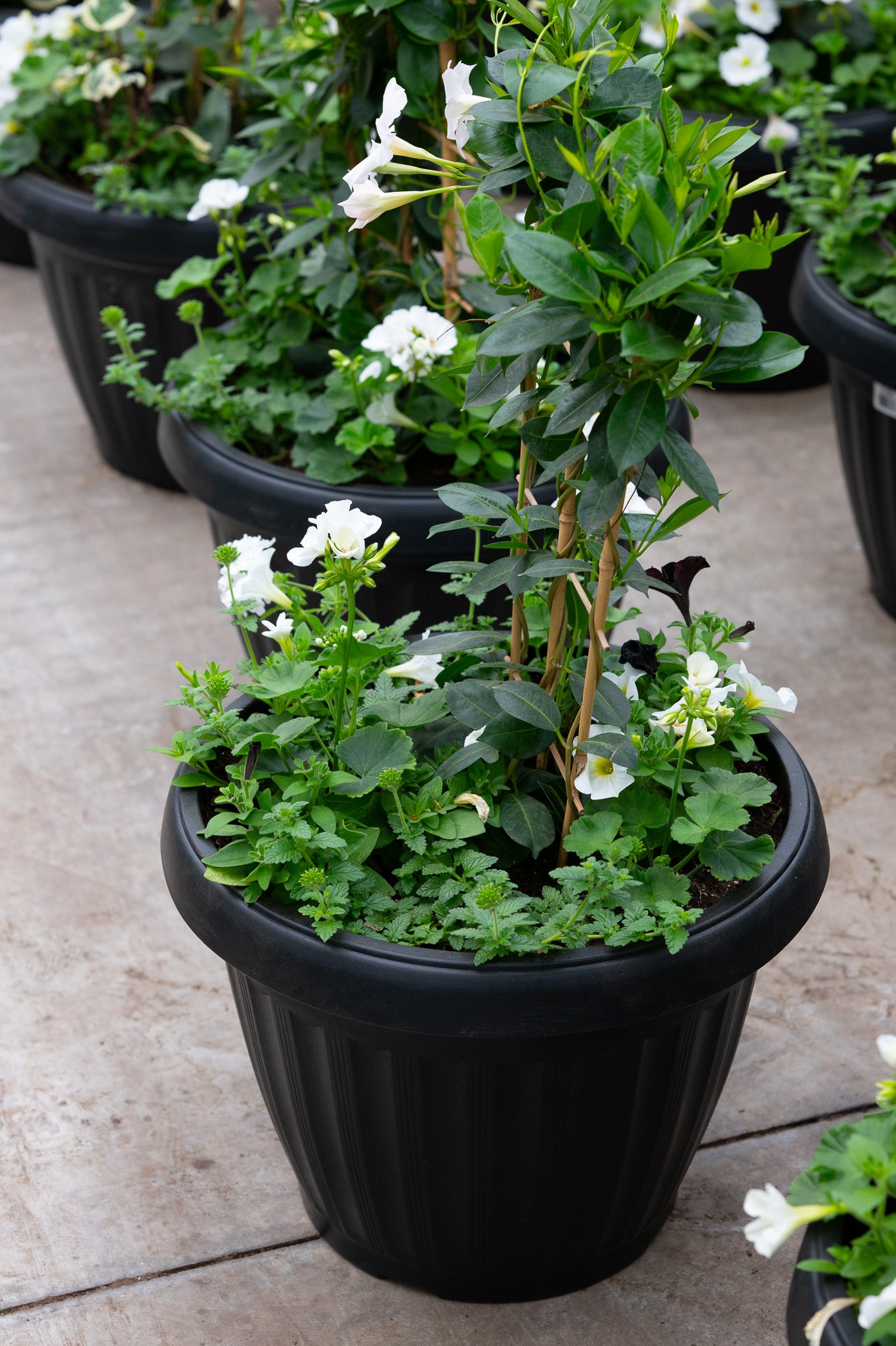 18" Mega Tropic Centre Piece Premium Sun Planter – White Elegance Mix