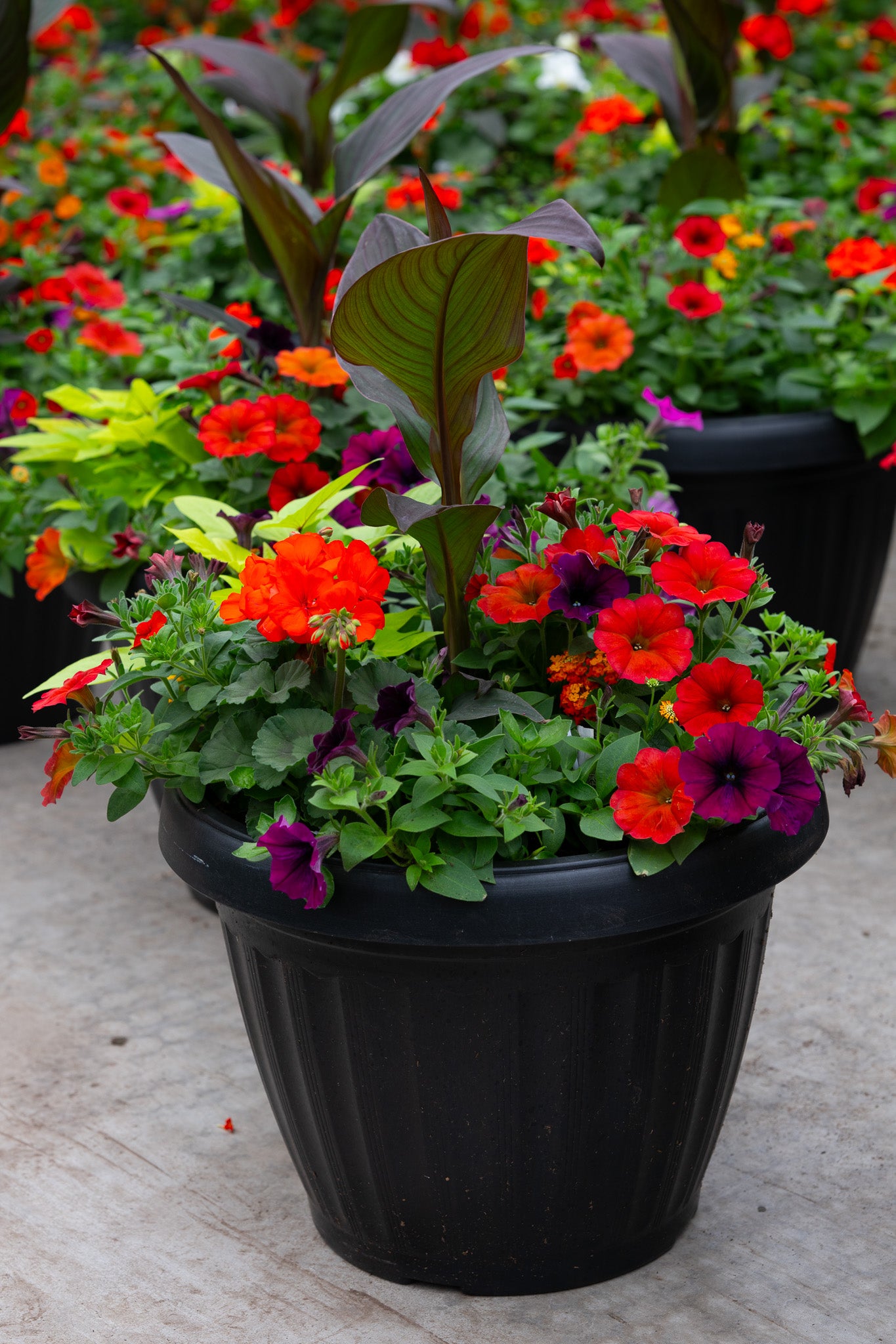 18" Mega Premium Sun Planter – Sunset Inferno Mix