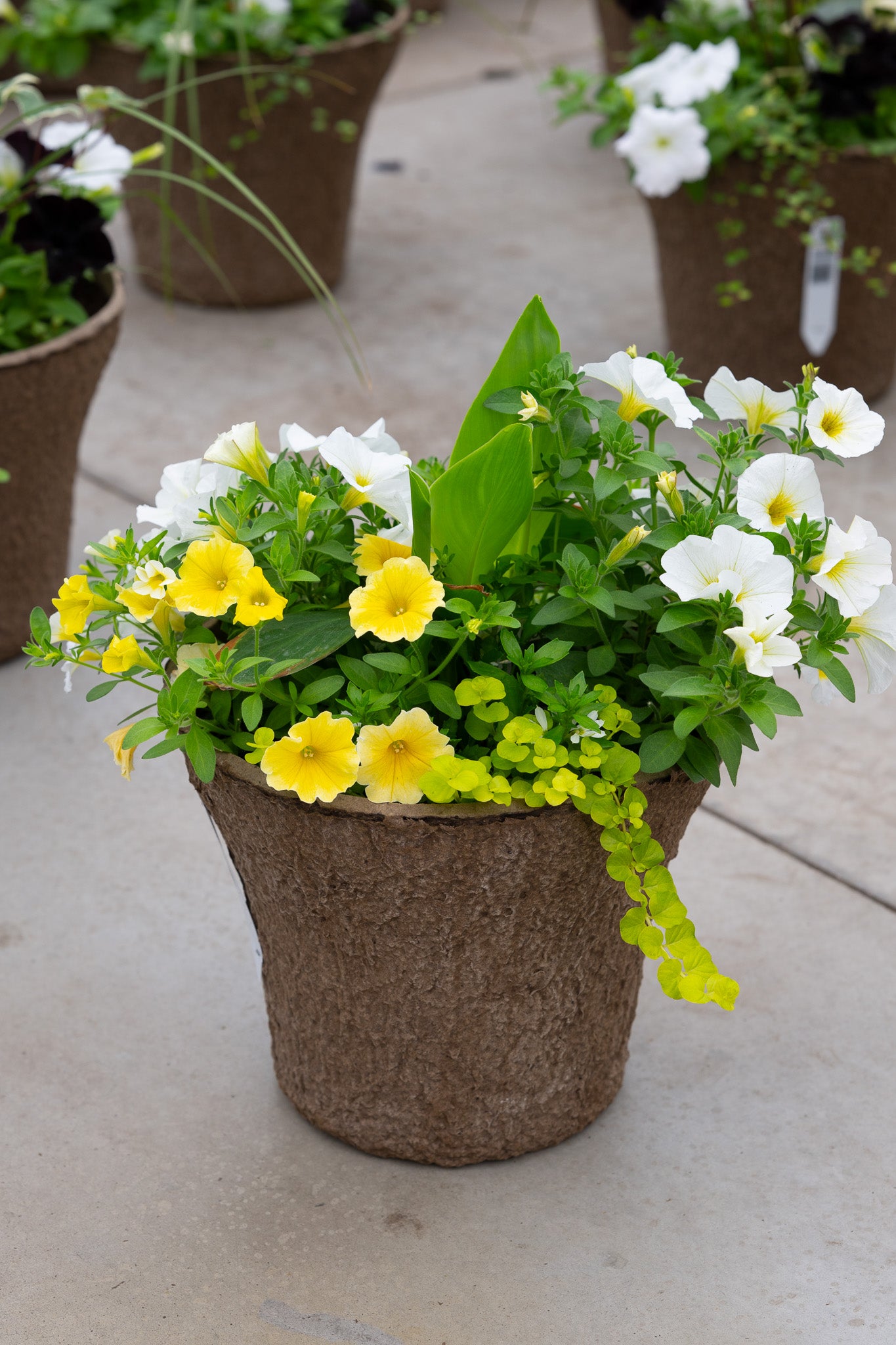 12" Premium Sun Fibre Urn Liner – Lemon Glow Mix