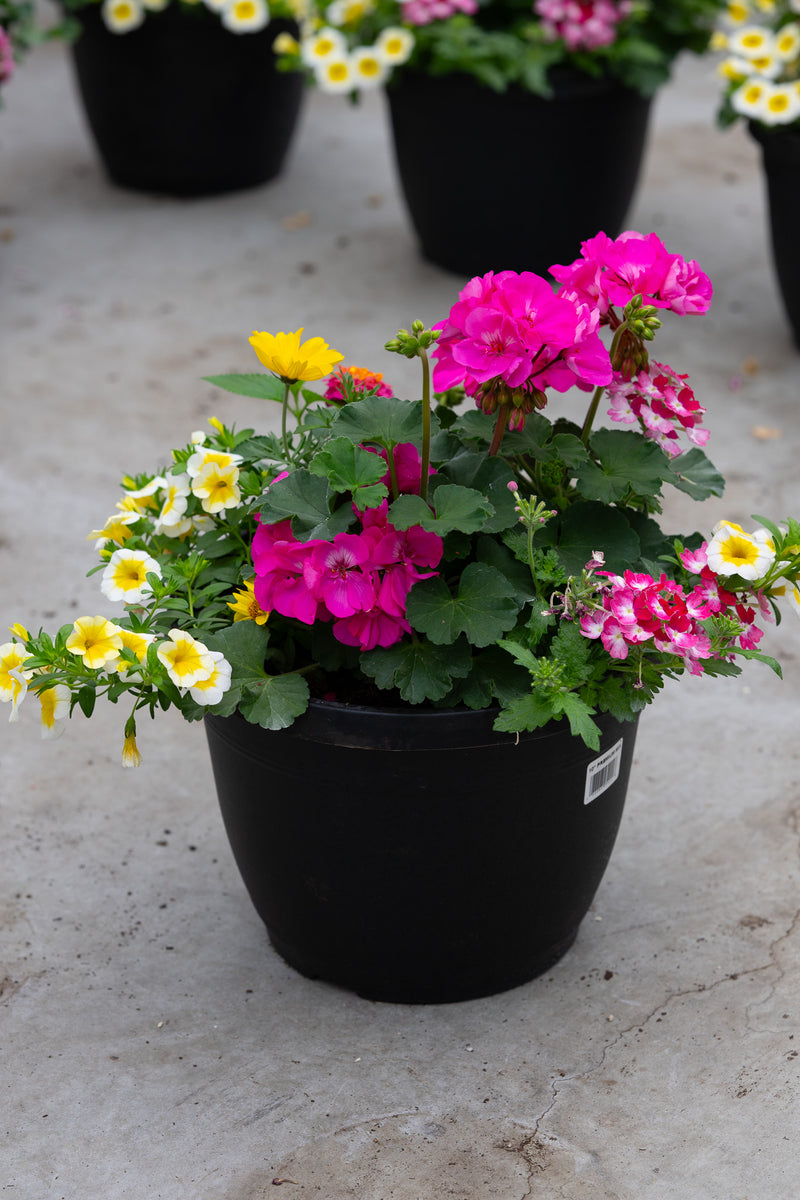 10" Premium Sun Patio Pot Mix — Pink Lemonade Splash