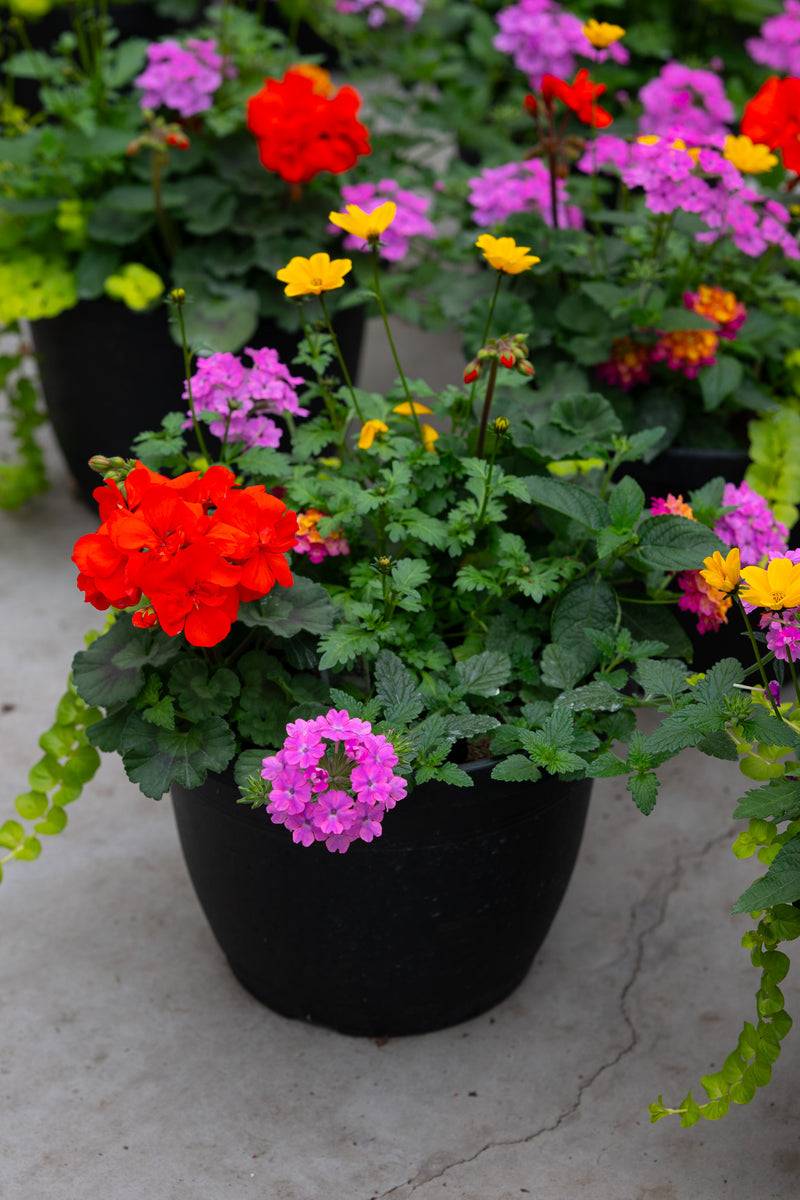 10" Premium Sun Patio Pot Mix — Fiesta Sunset