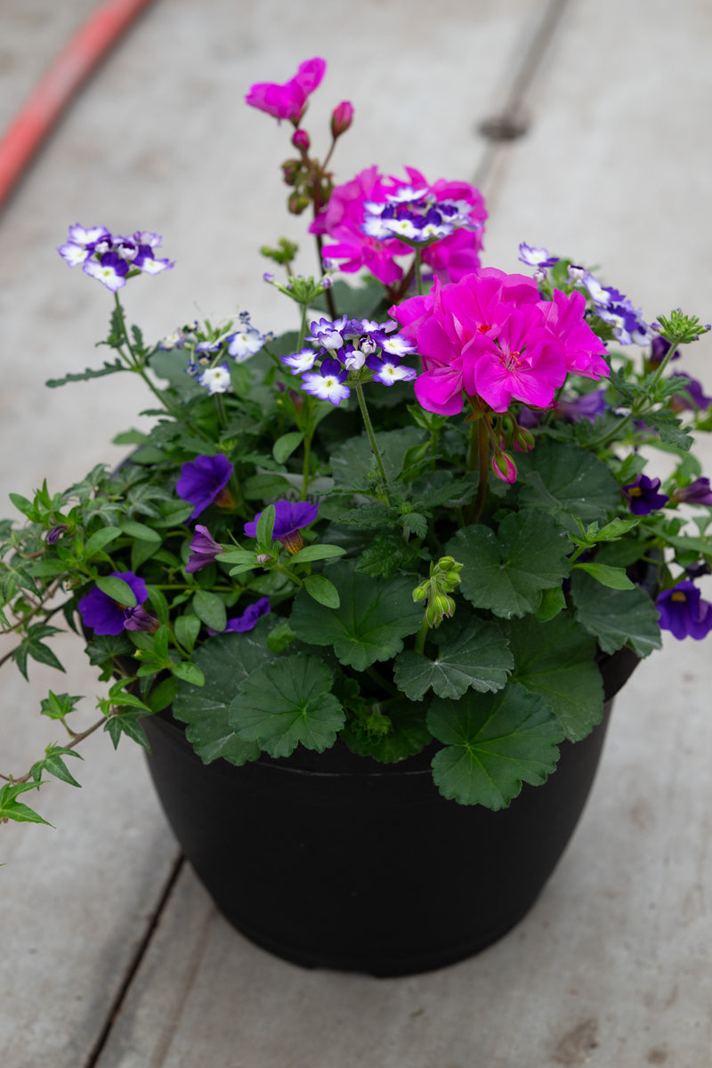 10" Premium Sun Patio Pot Mix – Purple Blaze Mix
