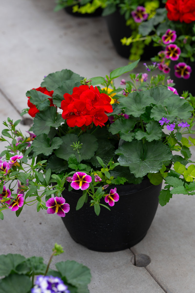 10" Premium Sun Patio Pot Mix – Carnival Bloom Mix