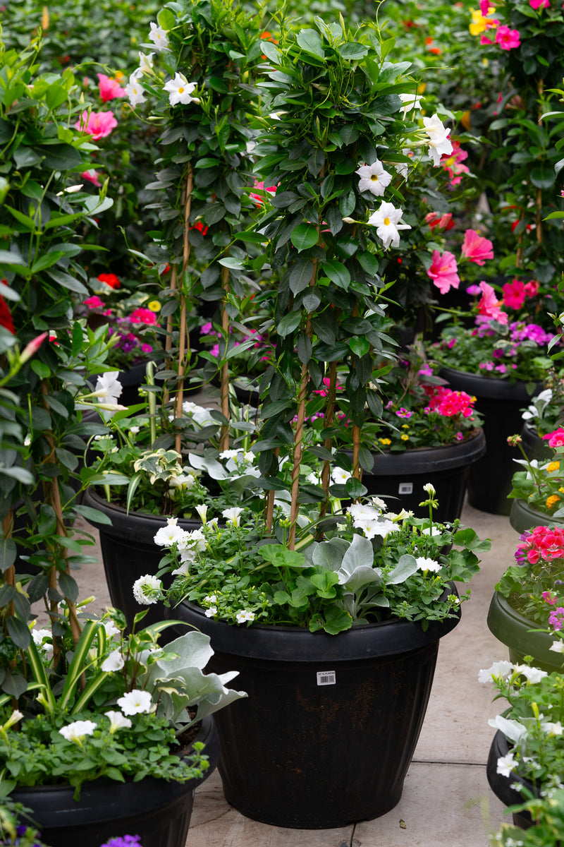 24" Xtra Large Onda Sun Planter – Snowcap Elegance Mix