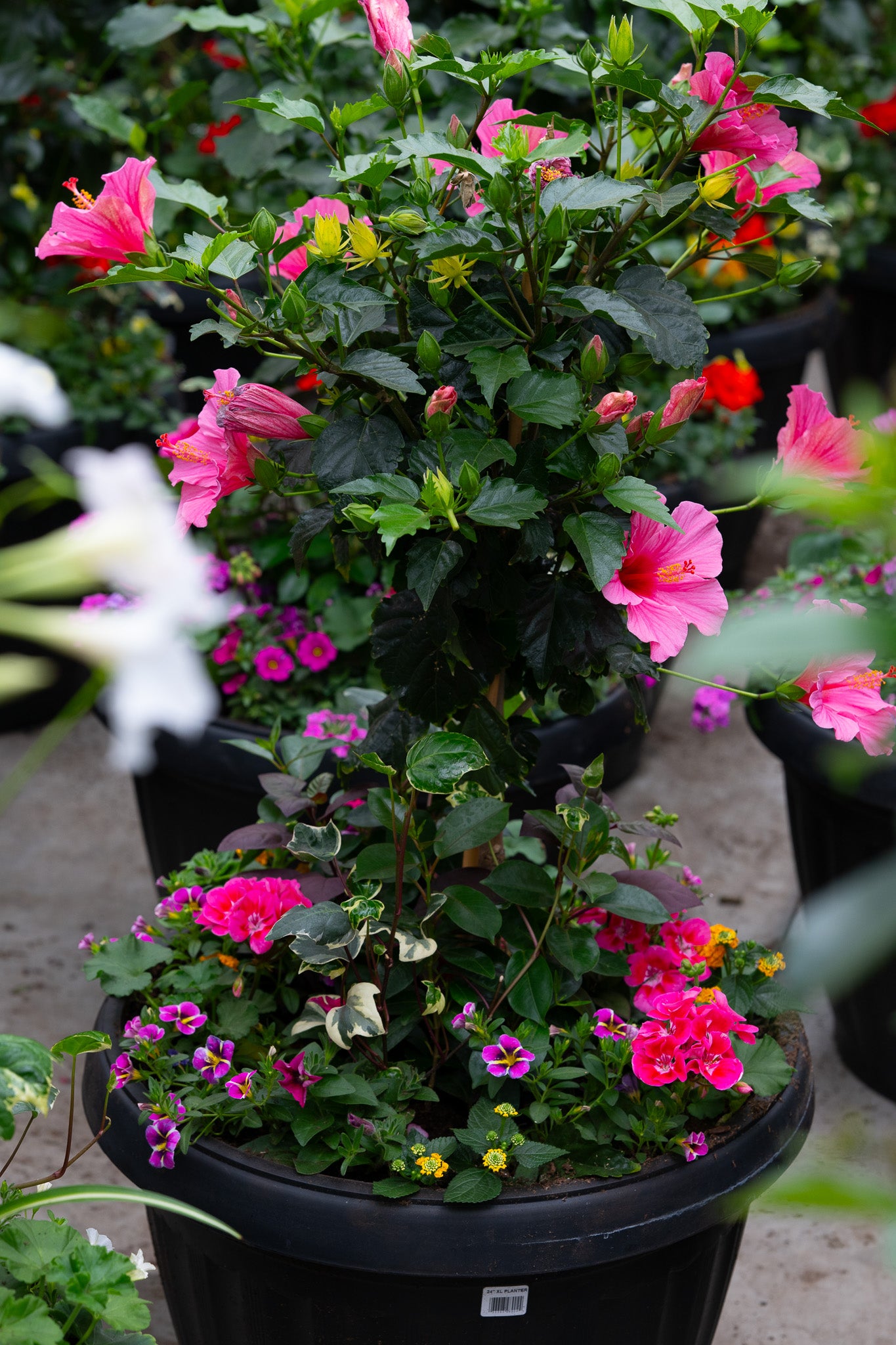 24" Xtra Large Onda Sun Planter - Tropical Sunset Mix