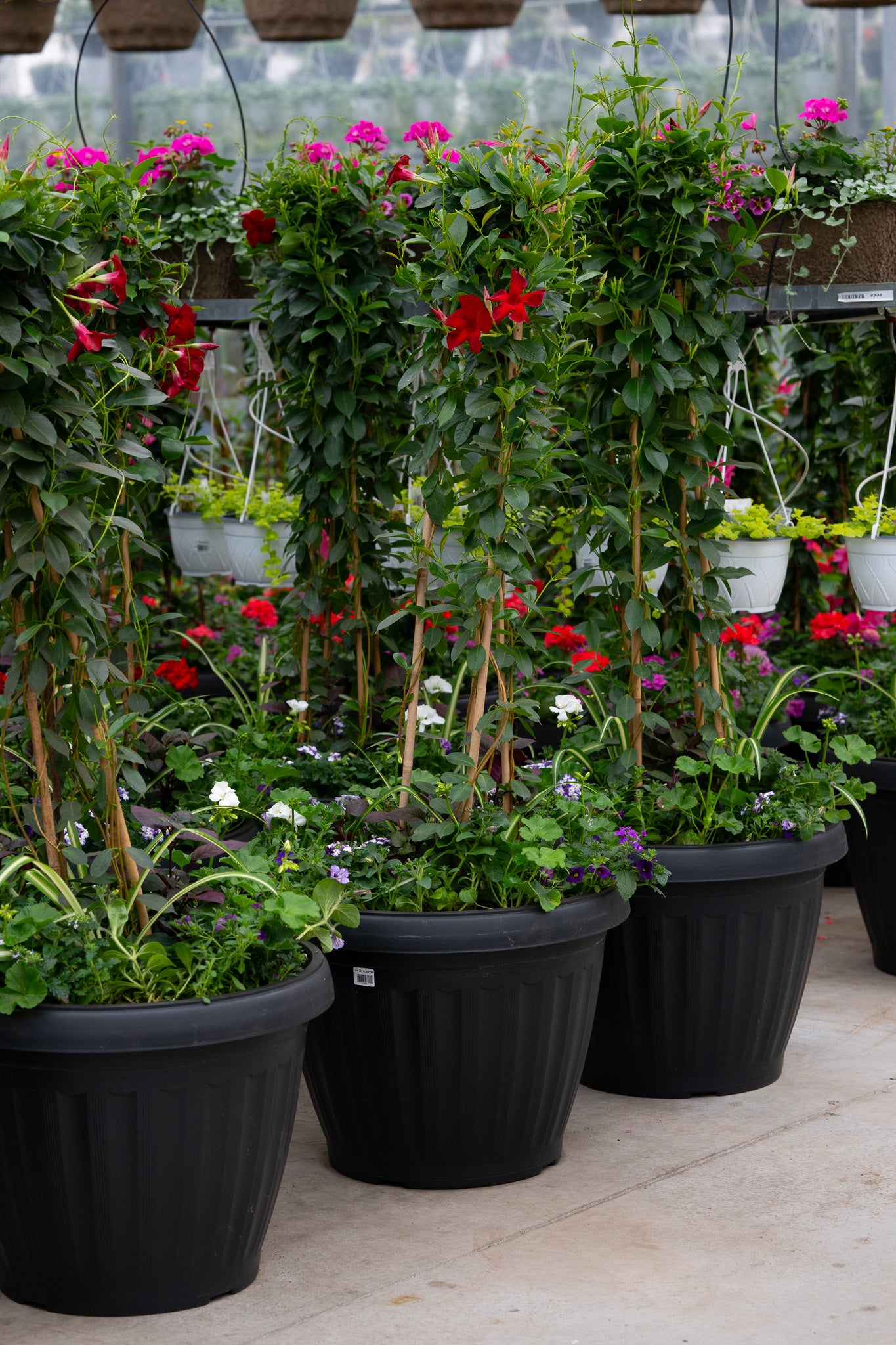 24" Xtra Large Onda Sun Planter – Red Royale Mix