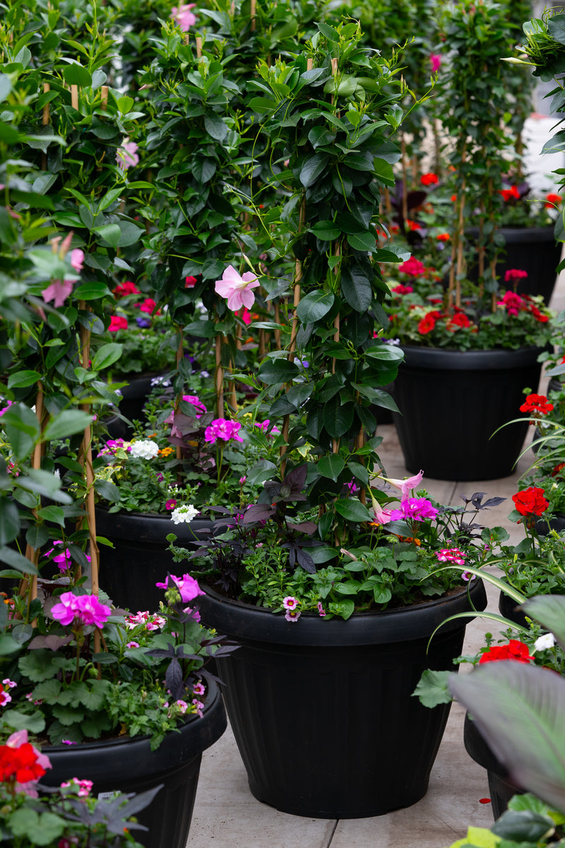 24" Xtra Large Onda Sun Planter – Blush Charm Mix