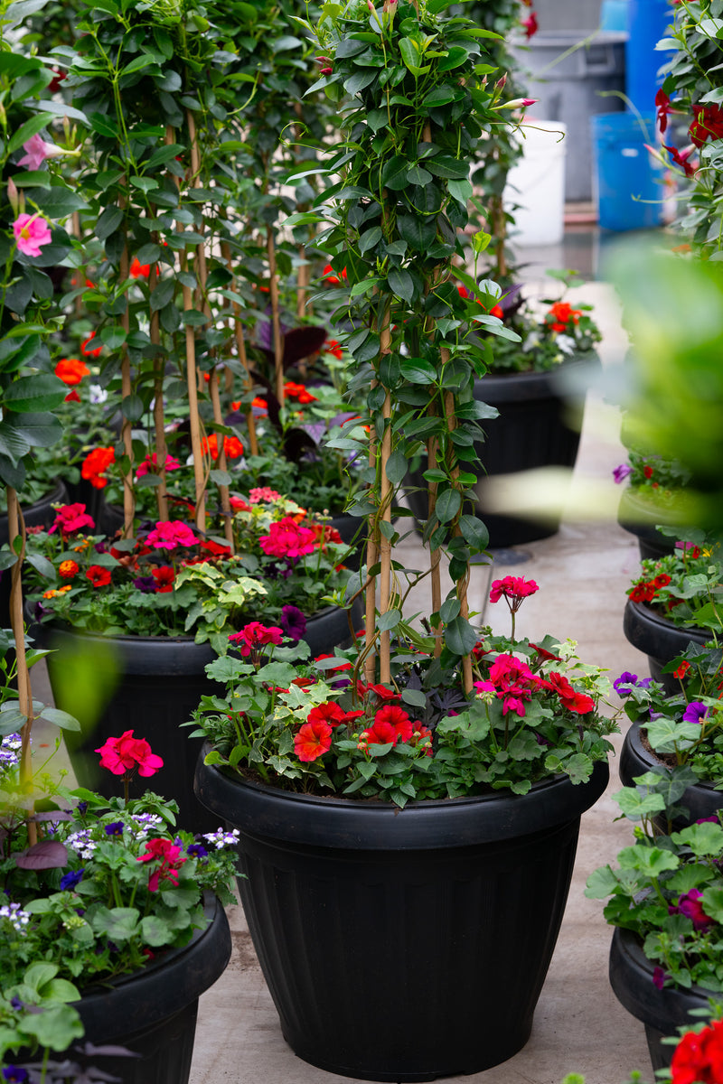 24" Xtra Large Onda Sun Planter – Red Flame Mix
