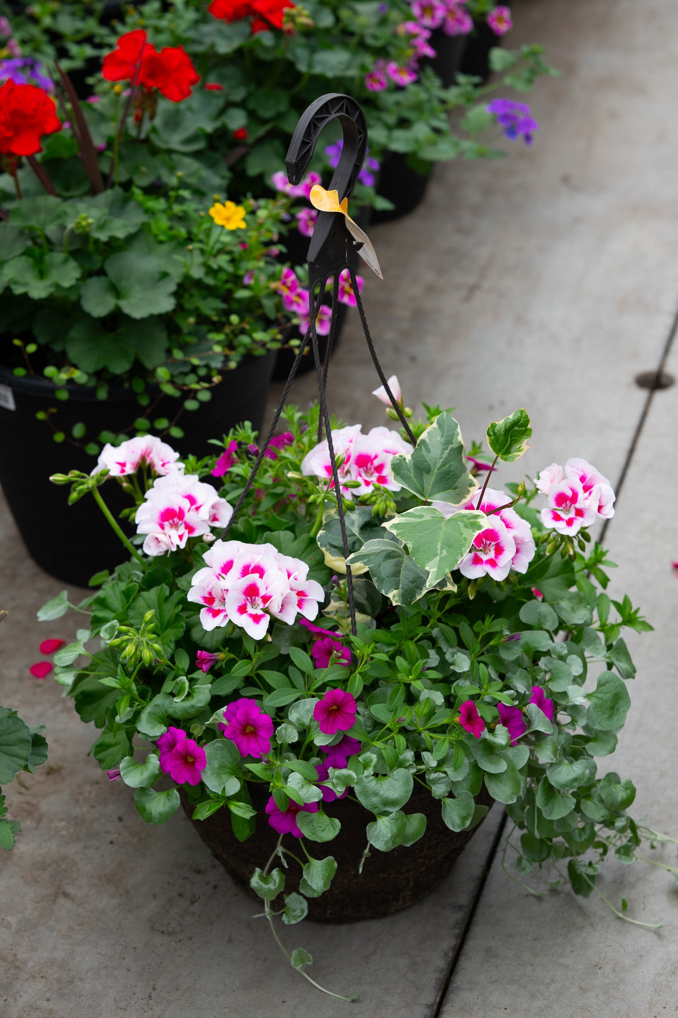 12" Premium Fibre Hanging Basket – Pink Frost Mix