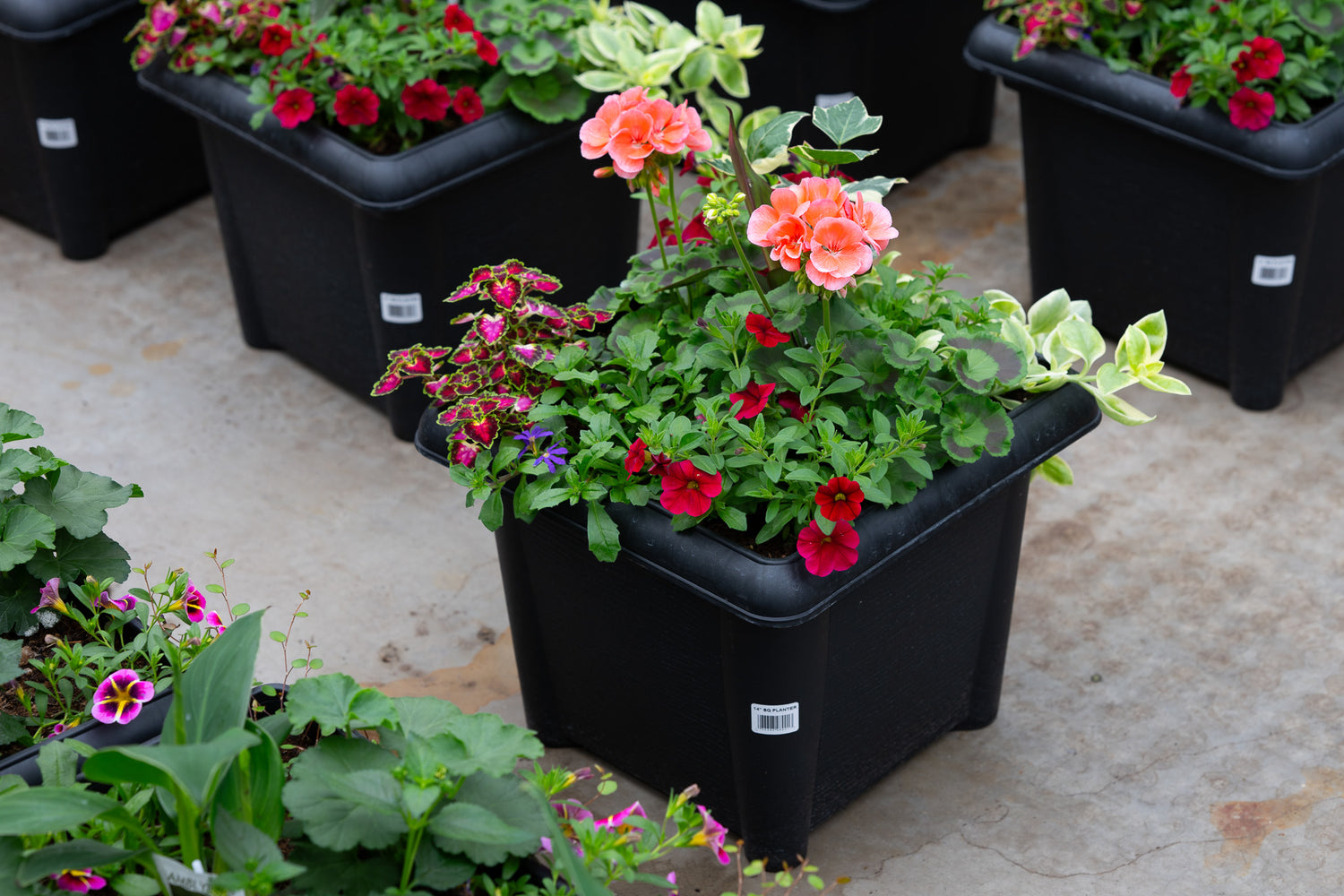 14" Premium Sun Patio Pot Mix – Sunset Glow Mix