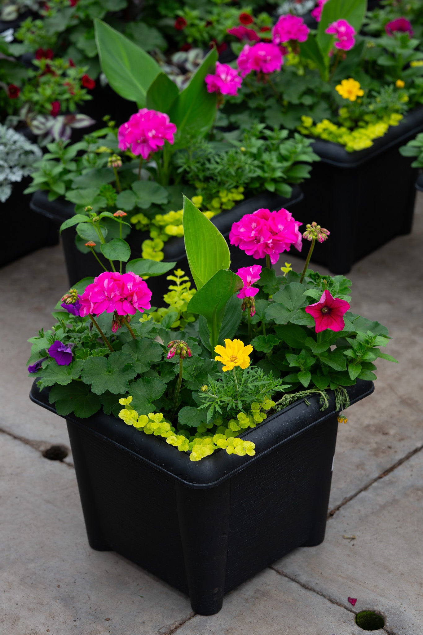 14" Premium Sun Square Planter – Sunshine Splash Mix