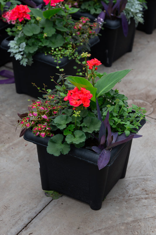 14" Premium Sun Square Planter – Sunset Fiesta Mix
