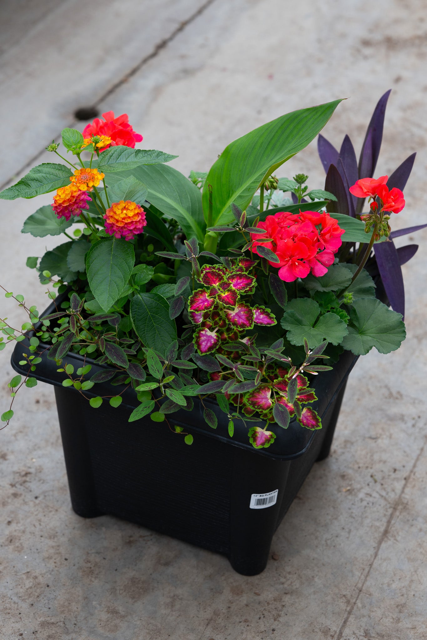 14" Premium Sun Square Planter – Sunset Fiesta Mix