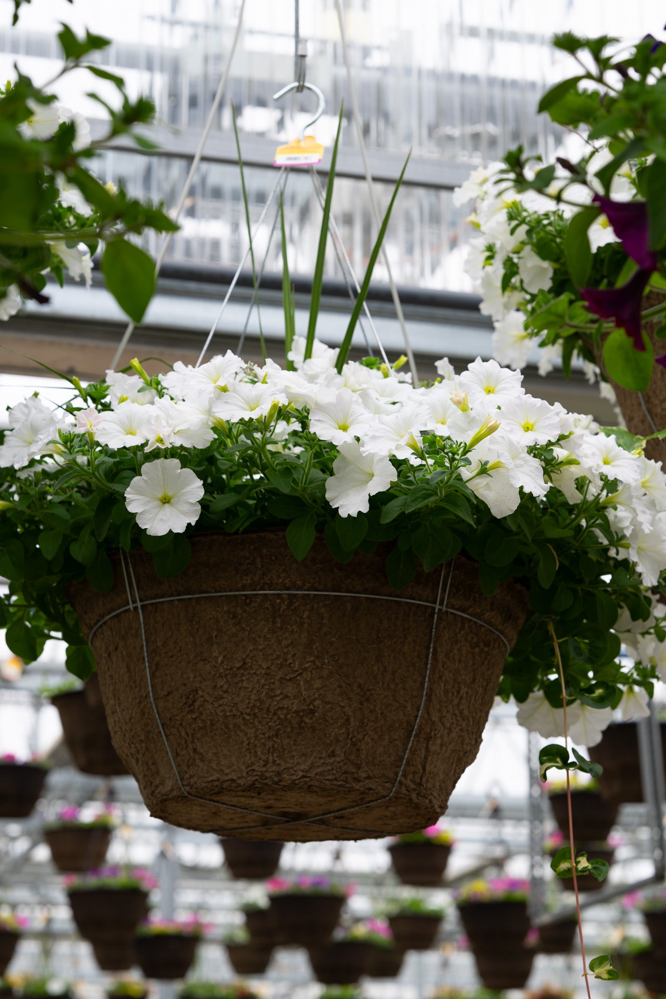 18" Fibre Hanging Basket – Snowy Elegance Mix