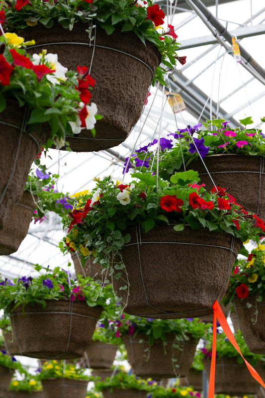 18" Fibre Hanging Basket – Patriotic Blaze Mix