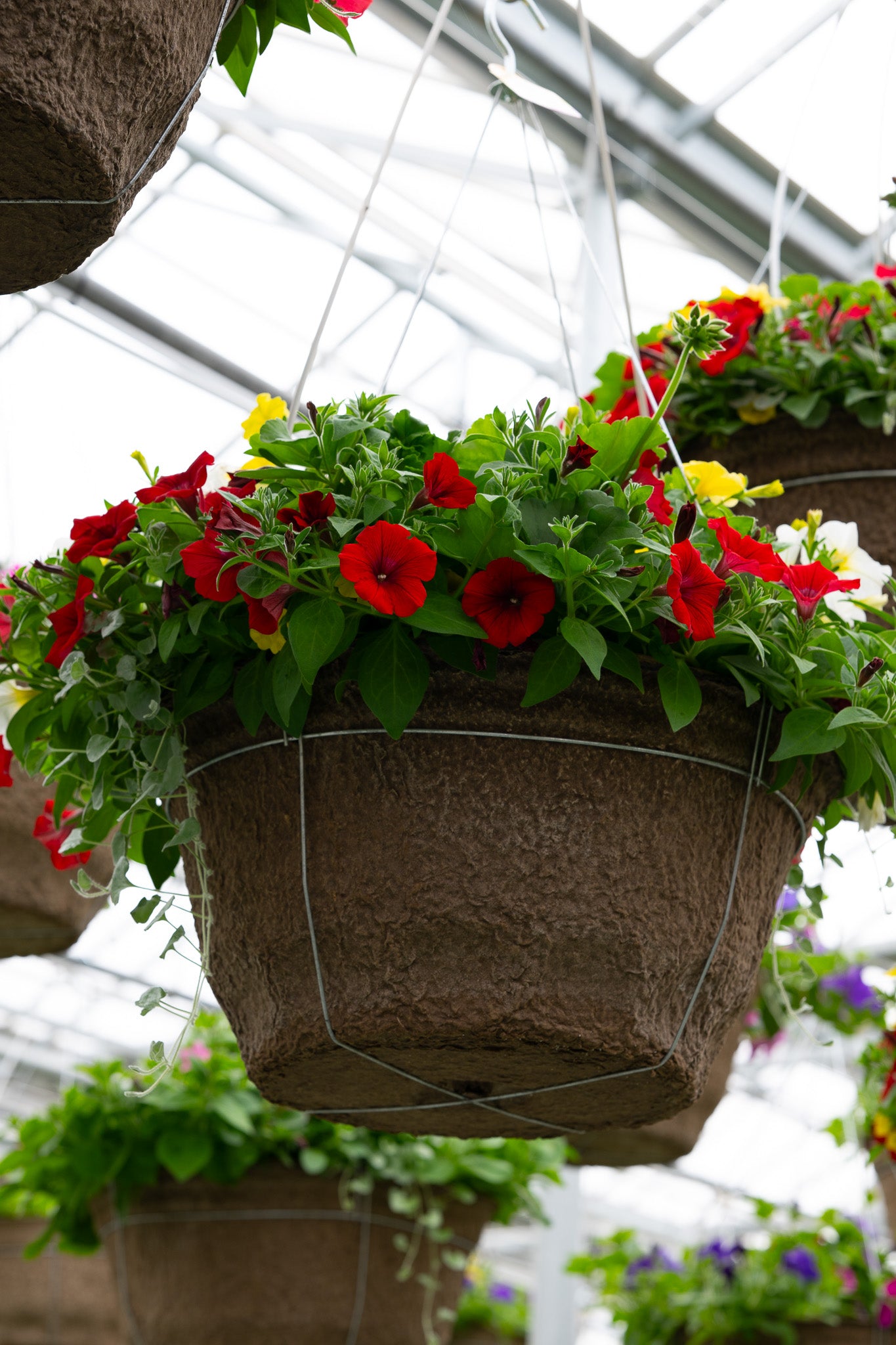 18" Fibre Hanging Basket – Patriotic Blaze Mix