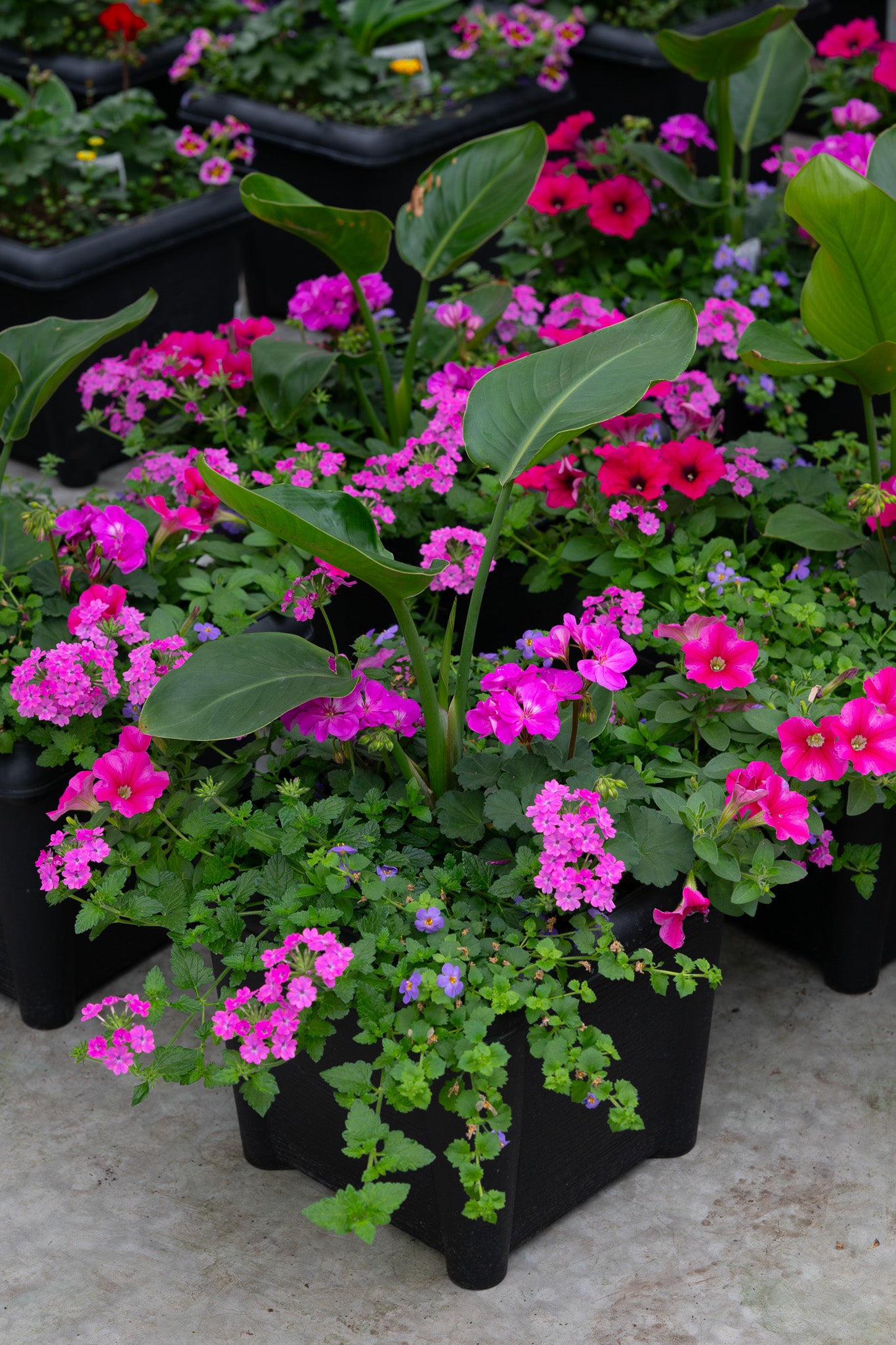 14" Premium Square Patio Planter – Hot Pink Carnival Mix