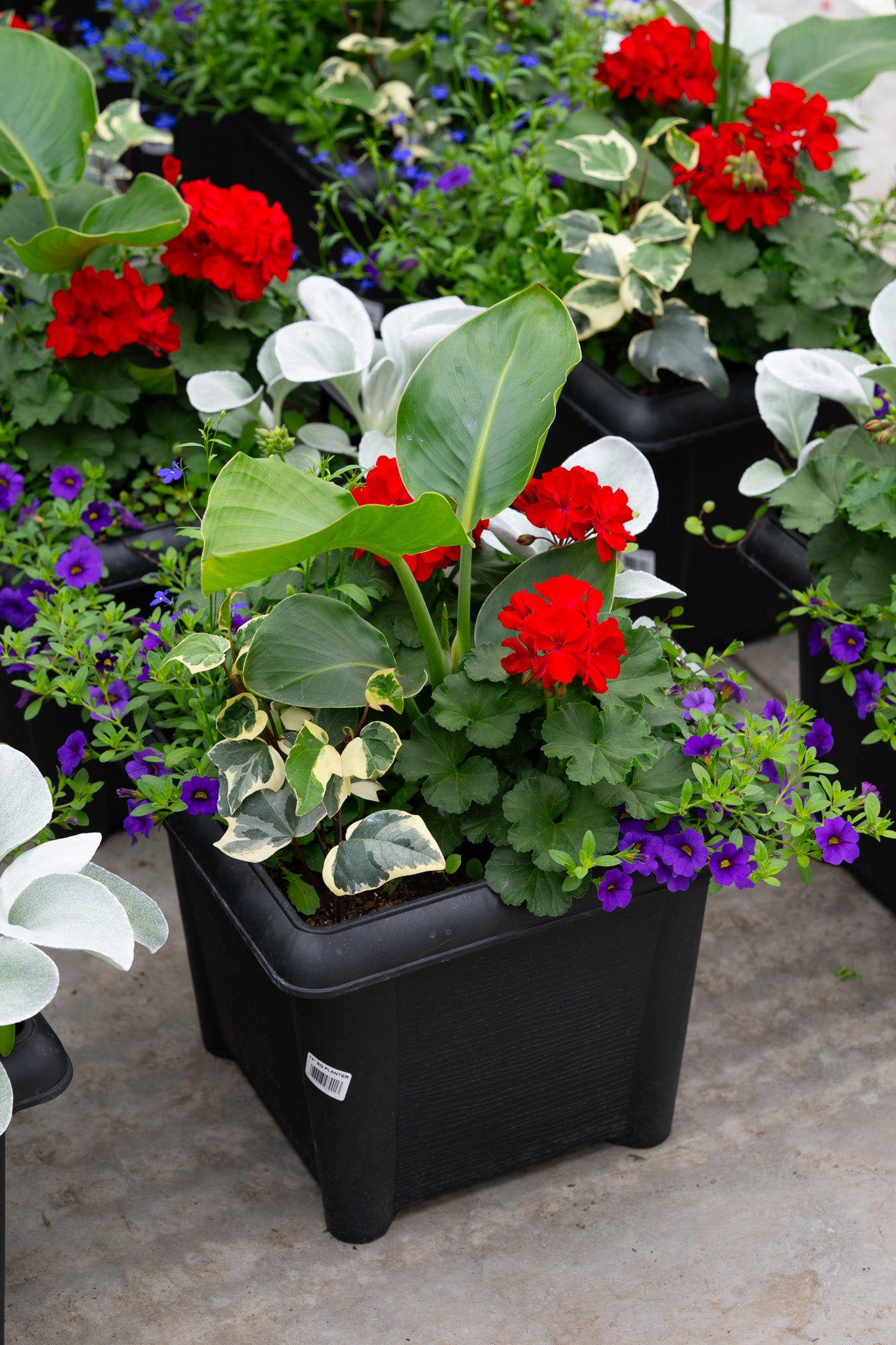 14" Premium Square Patio Planter – Patriotic Blaze Mix