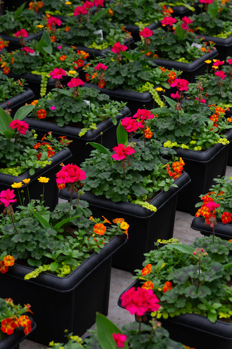 14" Premium Sun Square Planter – Tropical Blaze Mix