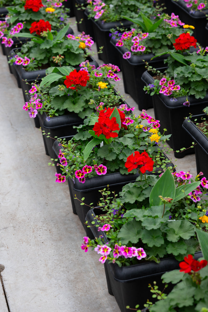 14" Premium Sun Square Planter – Carnival Spark Mix