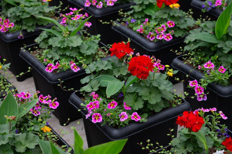 14" Premium Sun Square Planter – Carnival Spark Mix