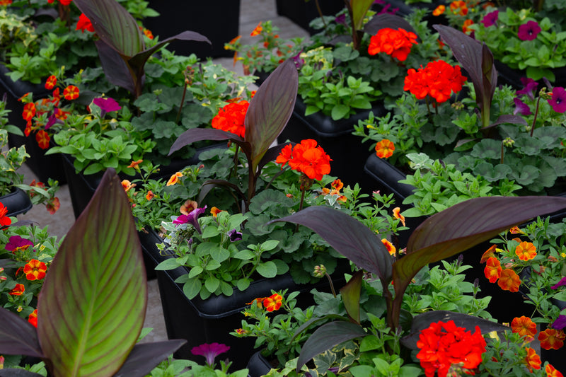 14" Premium Sun Square Planter – Tropical Blaze Mix