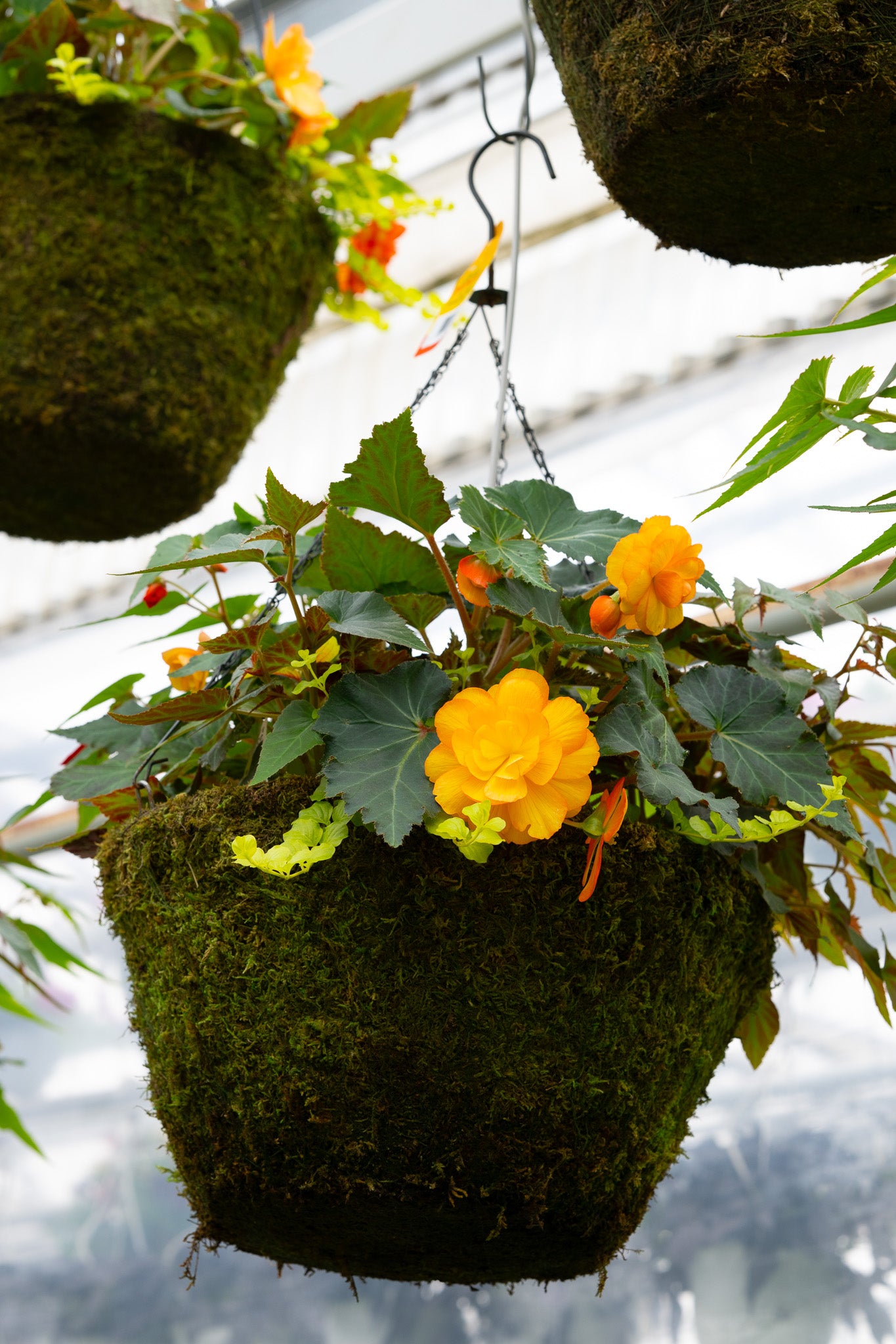 16" Moss Premium Mixed Shade Hanging Basket – Golden Flow Mix