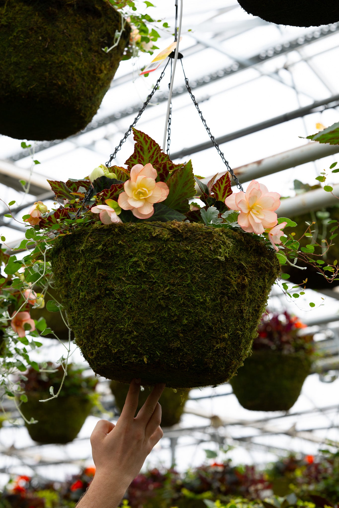 16" Moss Premium Mixed Shade Hanging Basket – Peach Whisper Mix