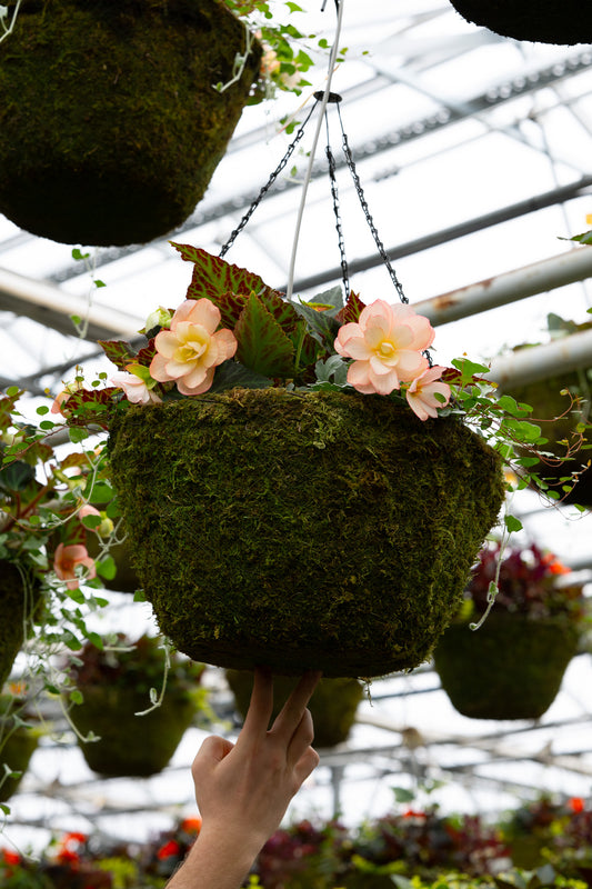 16" Moss Premium Mixed Shade Hanging Basket – Peach Whisper Mix
