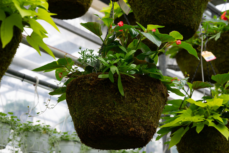 16" Moss Premium Mixed Shade Hanging Basket – Scarlet Charm Mix
