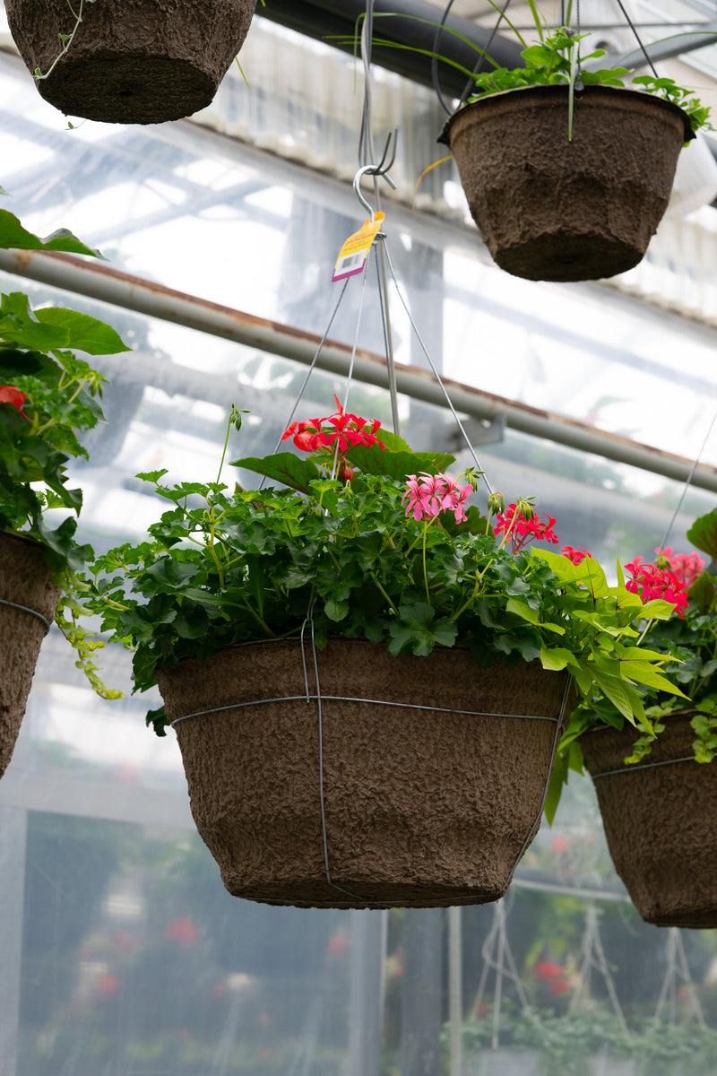 18" Premium Sun Hanging Basket – Cherry Splash Mix
