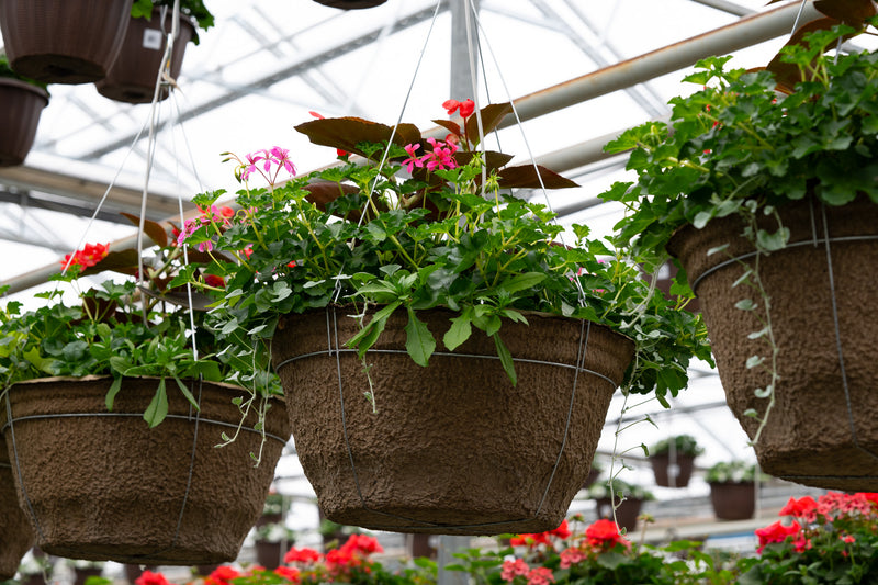 18" Premium Sun Hanging Basket – Blushing Cascade Mix