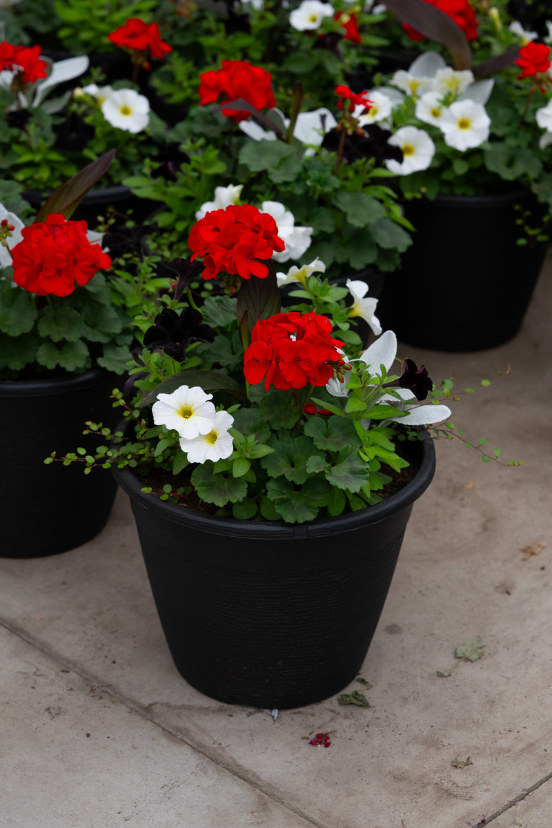 13" Premium Sun Patio Pot Mix – Classic Elegance Mix