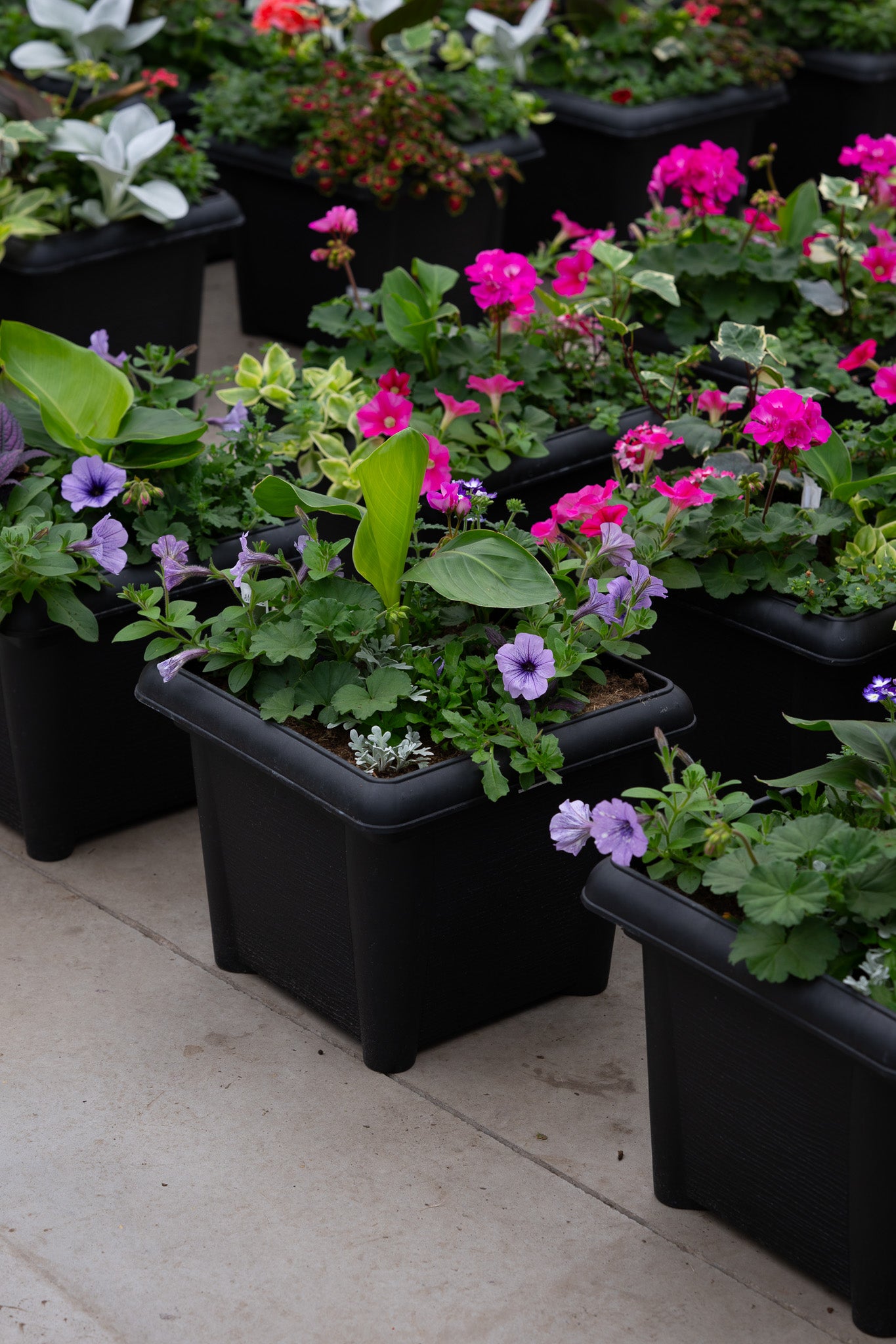 14" Premium Sun Patio Pot Mix – Purple Charm Mix