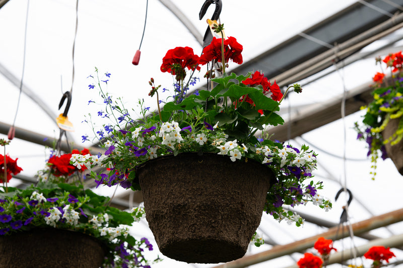 12" Fibre Premium Mixed Sun Hanging Basket – Patriotic Charm Mix