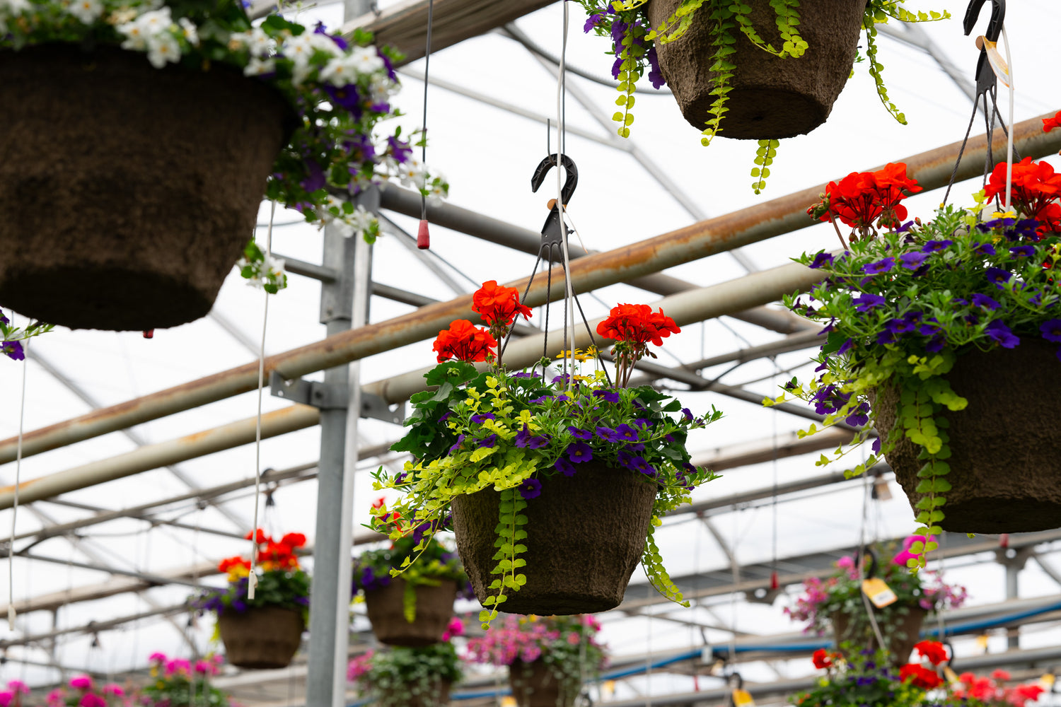 12" Fibre Premium Mixed Sun Hanging Basket – Sunset Splash Mix