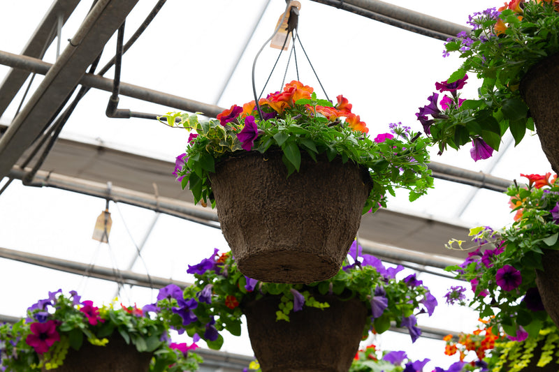 12" Premium Fibre Hanging Basket – Sunset Blaze Mix
