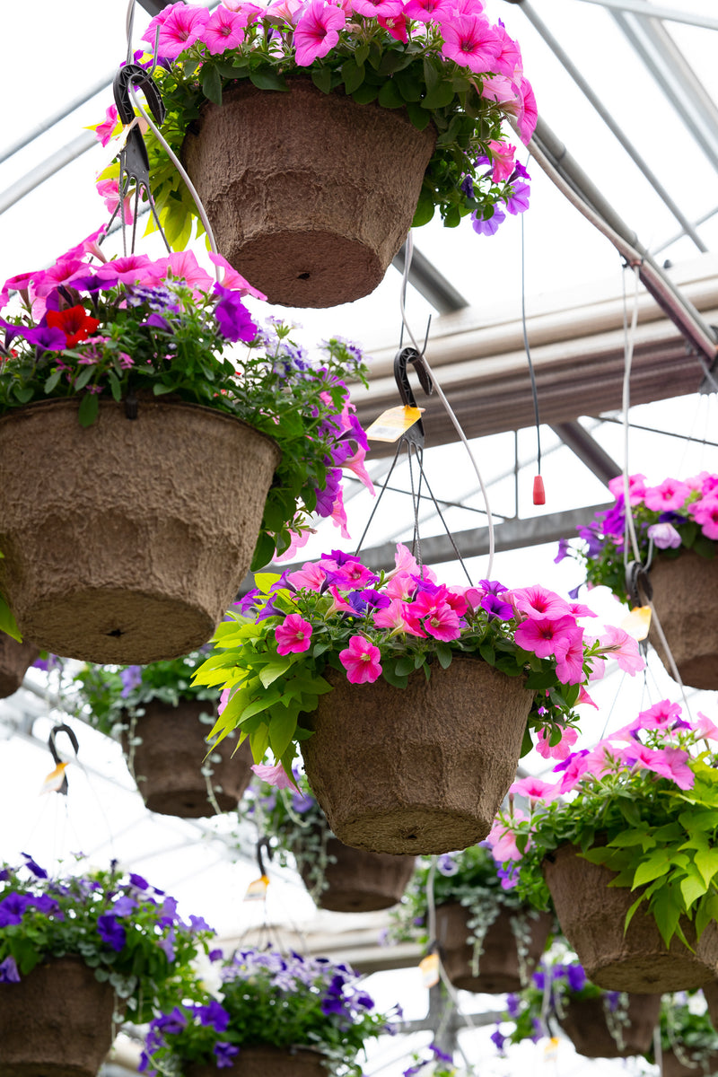 12" Fibre Premium Sun Hanging Basket – Pink Parade Mix