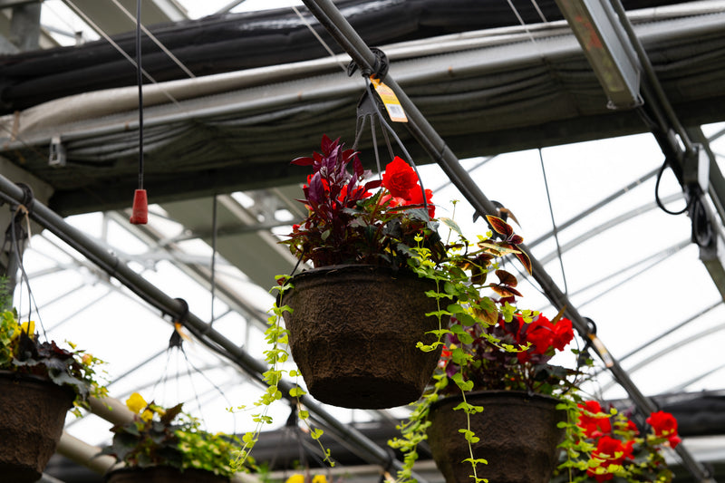 12" Premium Shade Hanging Basket – Scarlet Cascade Mix