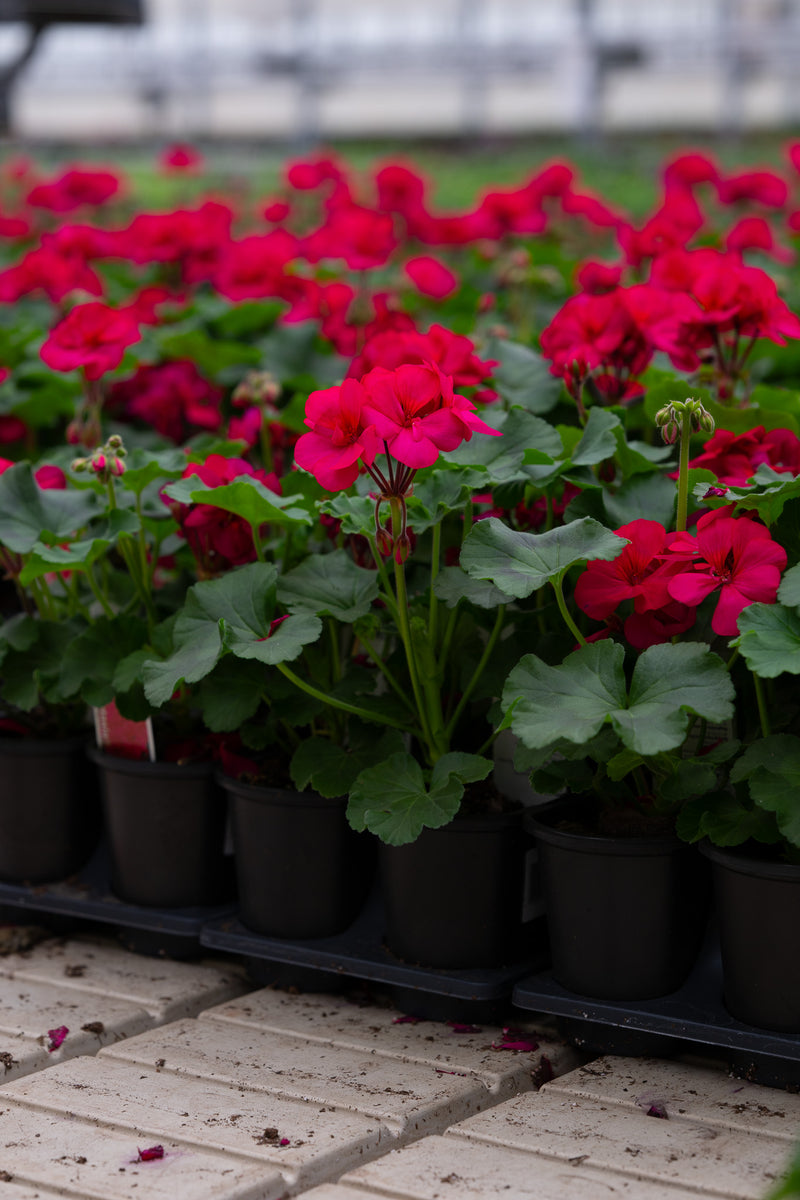 4" Flats Geranium – Velvet Burgundy