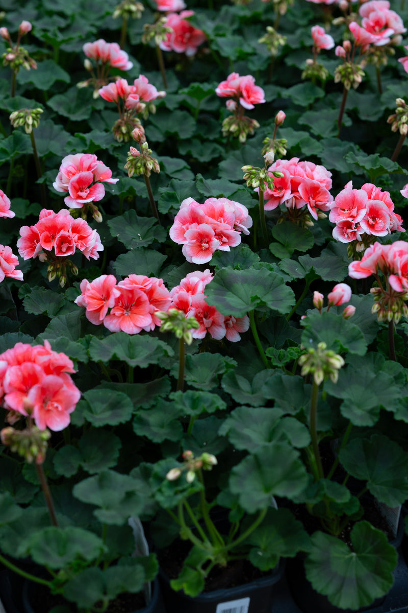 4" Flats Geranium – Coral Charm